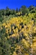 Aspen Gold Hillside V.jpg